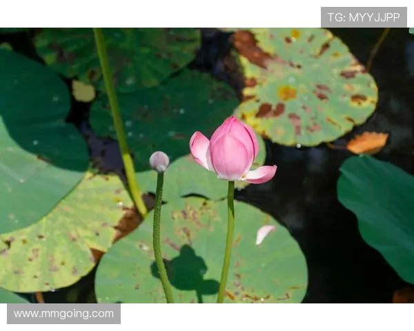 盛夏光年,百合花开:一场关于爱与治愈的盛宴 盛夏光年,百合花开:一场关于爱与治愈的盛宴