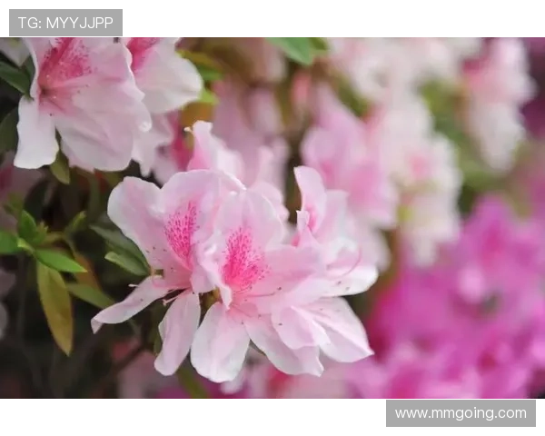 滨美枝：在时光的细语中，遇见生命中最美的枝桠